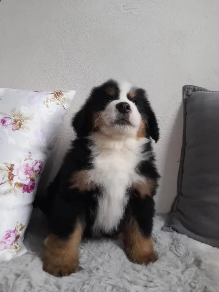 meravigliosi cuccioli di bavaro del bernese