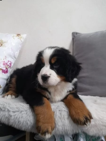 meravigliosi cuccioli di bavaro del bernese | Foto 0