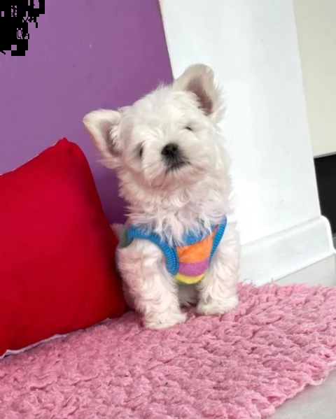 stupendi cuccioli di maltese