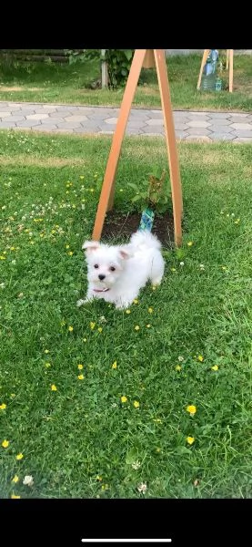 bellissimi cuccioli di maltese | Foto 2