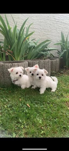 bellissimi cuccioli di maltese | Foto 1