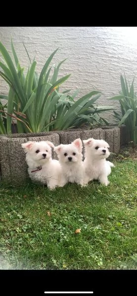bellissimi cuccioli di maltese | Foto 0