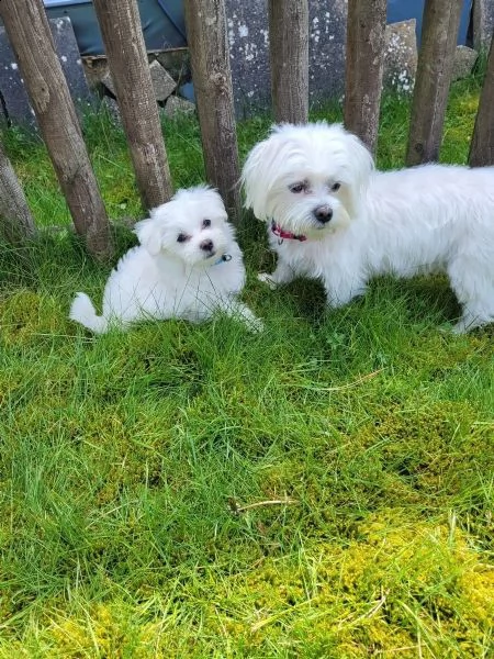 bellissimi cuccioli di maltese