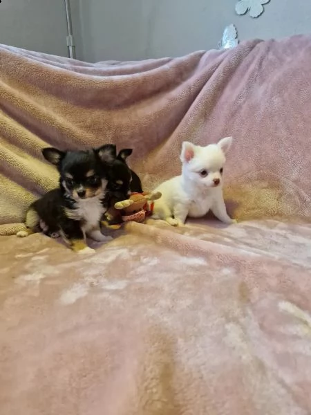 cuccioli di chihuahua a pelo lungo tipo dolce | Foto 3