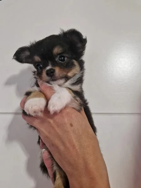 cuccioli di chihuahua a pelo lungo tipo dolce | Foto 1