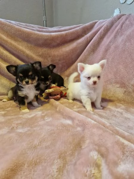 cuccioli di chihuahua a pelo lungo tipo dolce | Foto 0