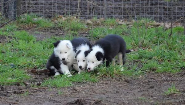 Cuccioli Border Collie di alta genealogia | Foto 3