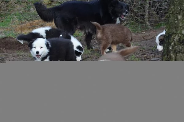 Cuccioli Border Collie di alta genealogia | Foto 0