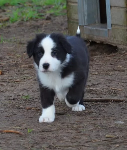 Cuccioli di Border Collie di alta genealogia