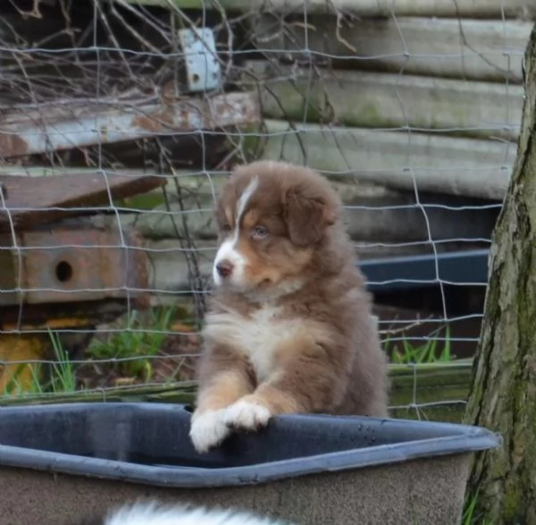 Cuccioli di Border Collie di alta genealogia | Foto 4