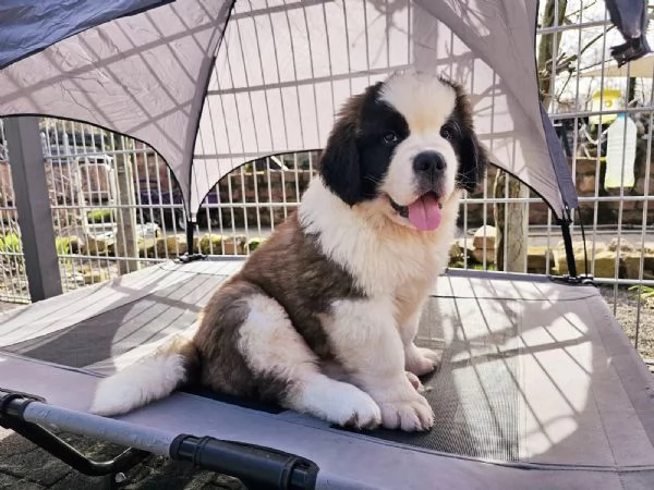 Cuccioli di San Bernardo in cerca di una nuova casa.
