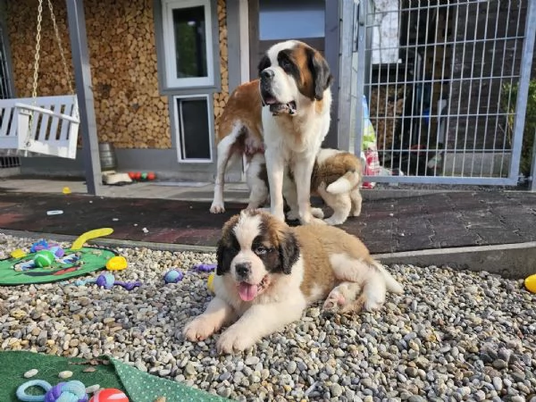 Cuccioli di San Bernardo in cerca di una nuova casa. | Foto 2