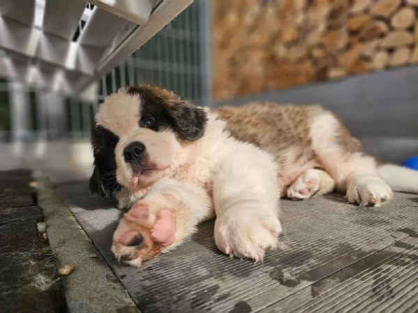 Cuccioli di San Bernardo in cerca di una nuova casa. | Foto 1