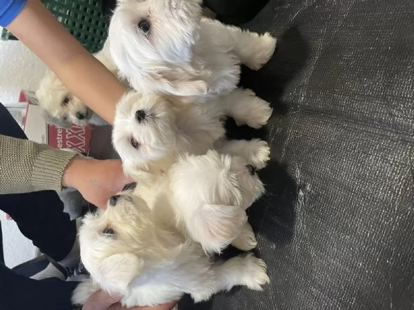 Cuccioli di Maltese taglia piccola | Foto 0