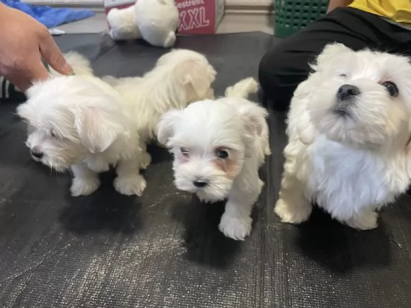 Disponibile cucciolo di maltese maschioe femmina,