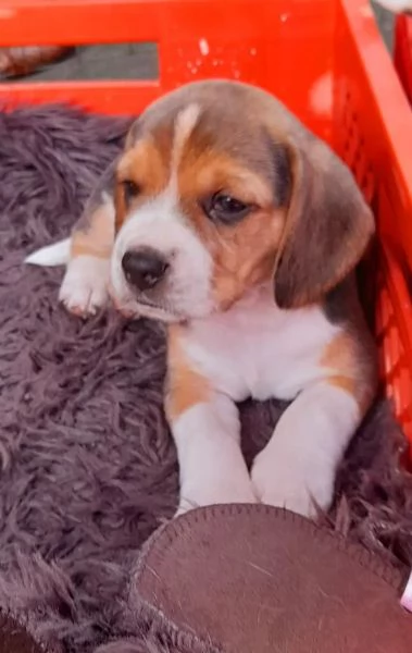 Disponibili bellissimi cuccioli di Beagle maschi e femmine. | Foto 0