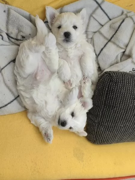 Disponibile Ulrimi cucciolo di maltese maschioe femmina | Foto 1
