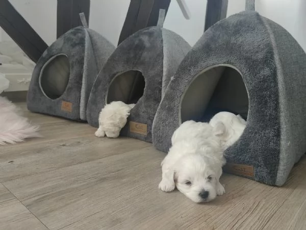 Disponibile Ulrimi cucciolo di maltese maschioe femmina | Foto 0