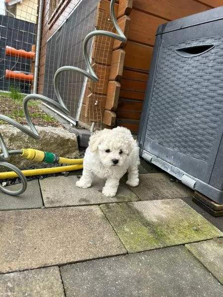 Disponibile cucciolo di maltese maschioe femmina, | Foto 3