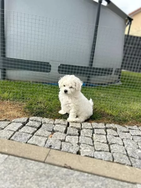 Disponibile cucciolo di maltese maschioe femmina,