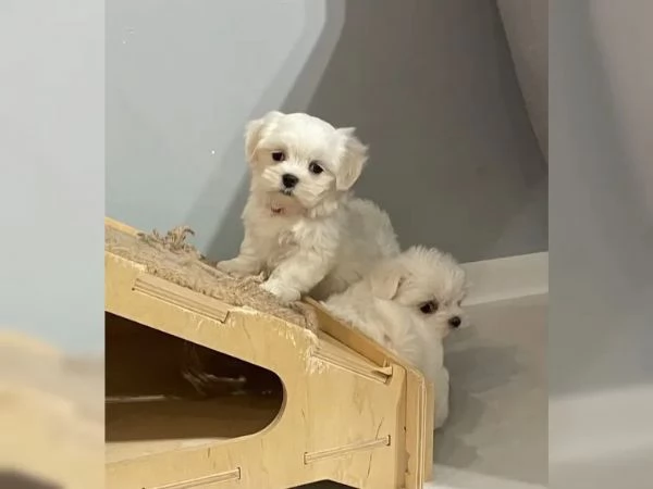 MALTESI TOYS CUCCIOLI LINEA COREANA | Foto 1