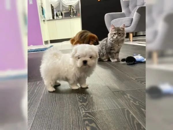 Cuccioli di Maltese taglia piccola | Foto 0