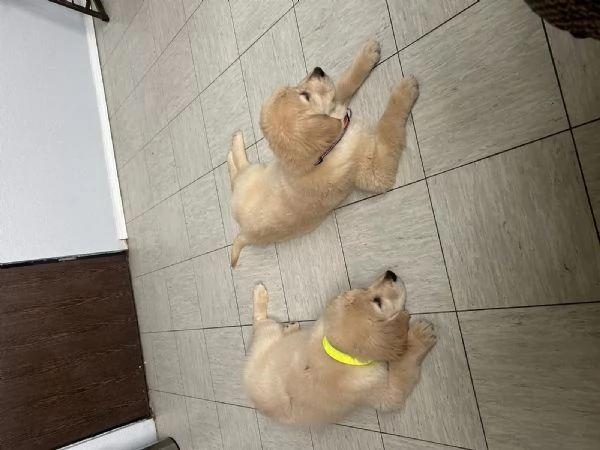 Cuccioli di Golden retriever con pedigree | Foto 1