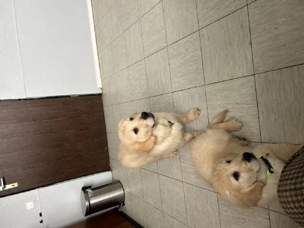 Cuccioli di Golden retriever con pedigree