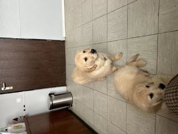 Cuccioli di Golden retriever con pedigree | Foto 0