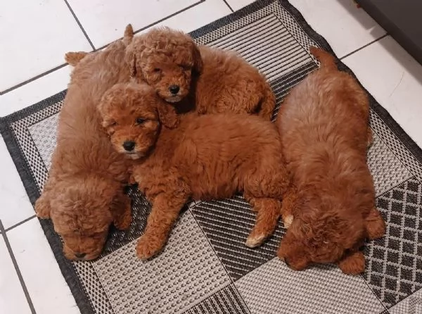 Cuccioli di Barboncino Toy con pedigree