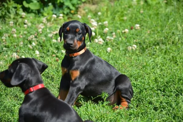 Cucciolo Bellissimo Dobermann | Foto 0