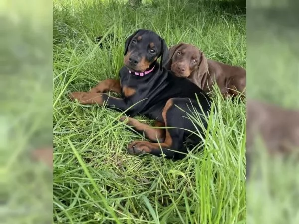 Splendido cucciolo Dobermann Pronta per essere consegnato | Foto 1