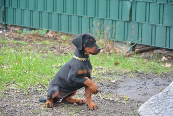 Splendido cucciolo Dobermann Pronta per essere consegnato