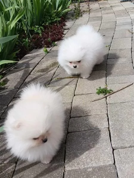 Cuccioli di Pomerania molto carini con pedigree | Foto 0