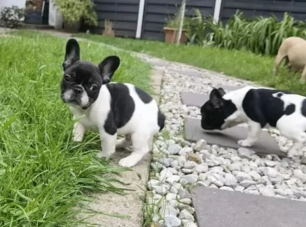 stupendi cuccioli di Bouledogue Francese | Foto 0