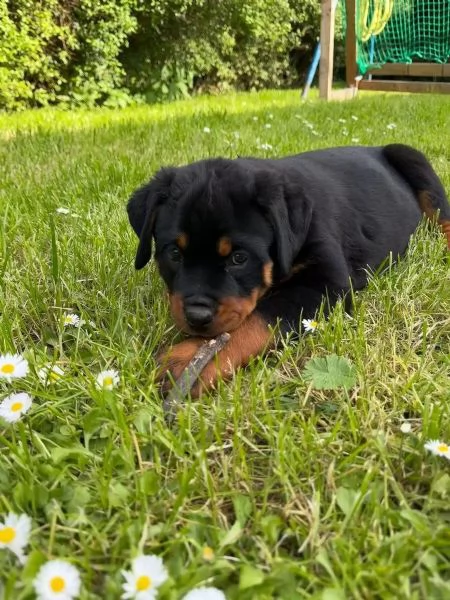 Rottweiler di razza molto carino con documenti | Foto 1