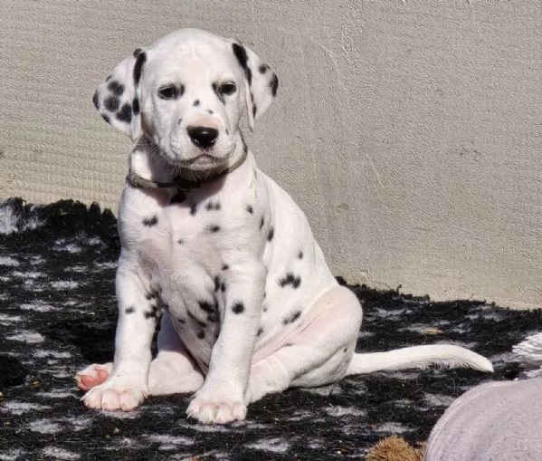 Cuccioli dalmata con pedigree