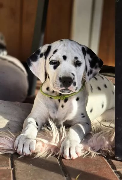 Disponibili cuccioli di dalmata, maschio e femmina... | Foto 0