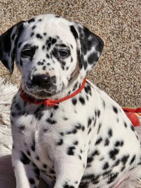 Meravigliosa Cucciolata di Dalmata | Foto 0