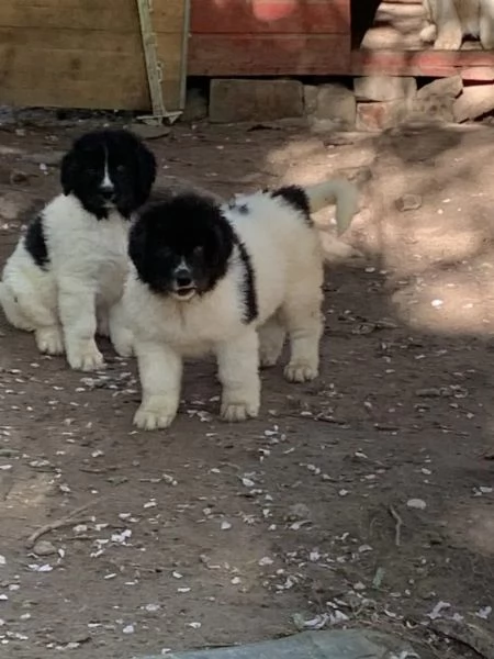 I nostri cuccioli di razza Landseer sani e di razza sono pronti per la consegna immediata