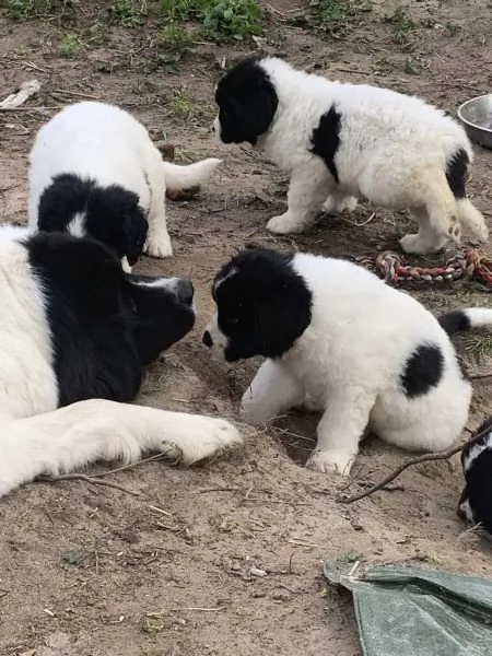 I nostri cuccioli di razza Landseer sani e di razza sono pronti per la consegna immediata | Foto 1