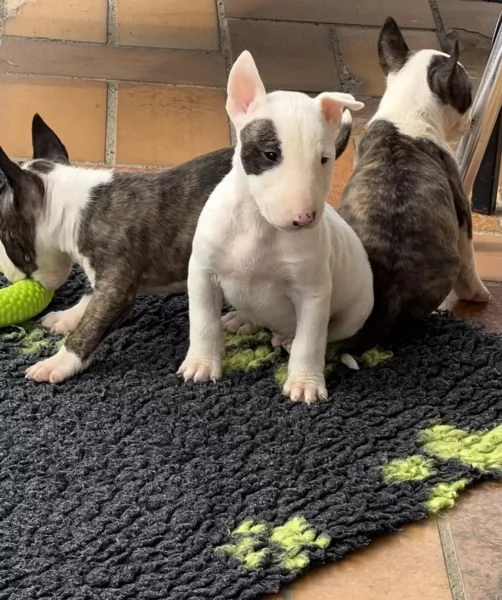 Bellissimi cuccioli Bull Terrier | Foto 1