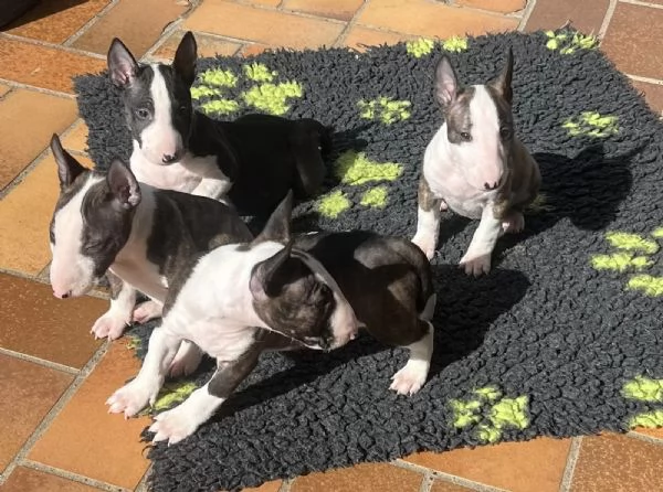 Bellissimi cuccioli Bull Terrier | Foto 0