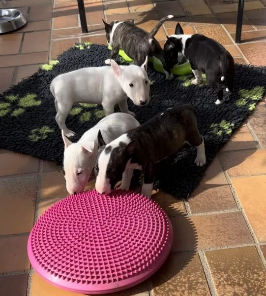 Bellissimi cuccioli Bull Terrier | Foto 2