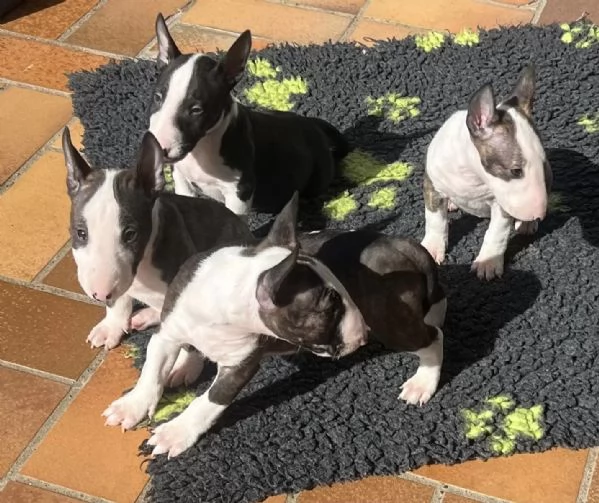 Bellissimi cuccioli Bull Terrier