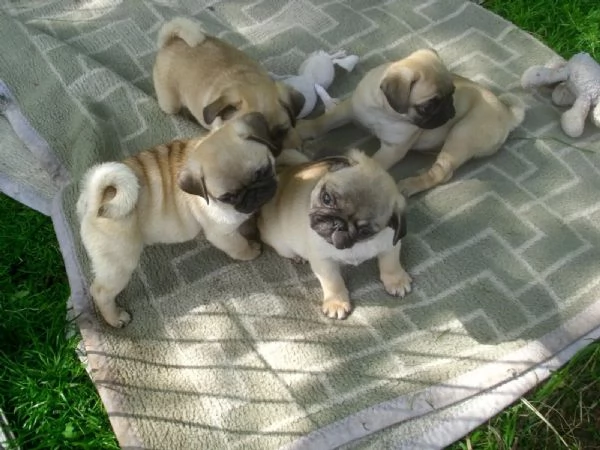 Disponibili stupendi cuccioli Carlino | Foto 0