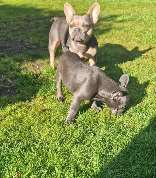 Cuccioli di bulldog francese