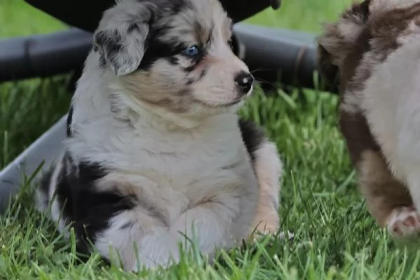 Cuccioli di pastore australiano con pedigree | Foto 2