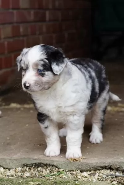 Cuccioli di pastore australiano con pedigree | Foto 1