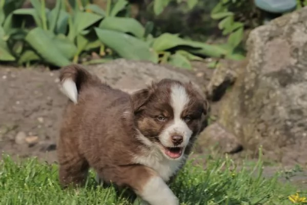 Cuccioli di pastore australiano con pedigree | Foto 0